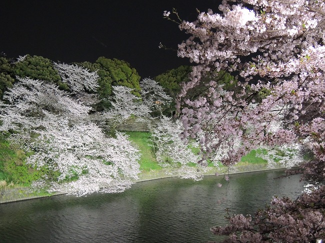 2016千鳥が淵桜ライトアップ1